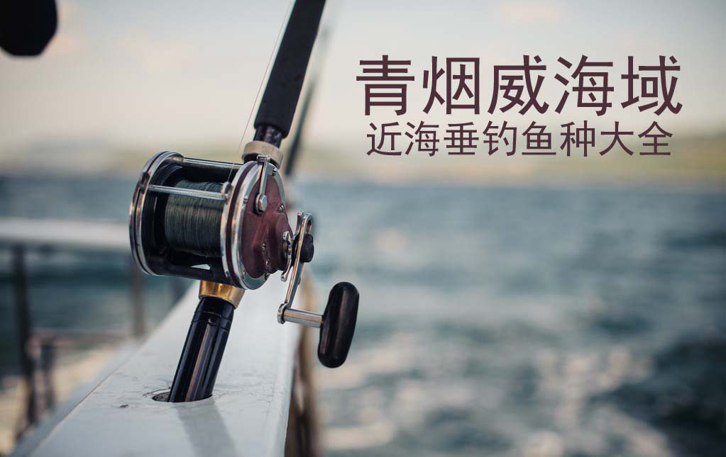 青烟威海域近海垂钓鱼种大全