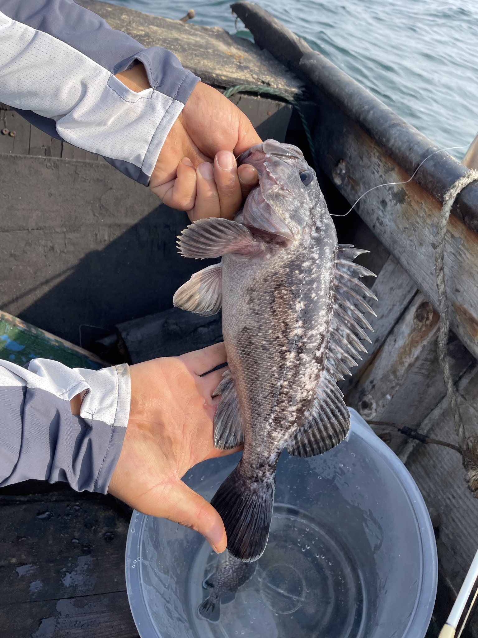 ”清浪“系列轻型小船竿，海钓鮶鱼实测。